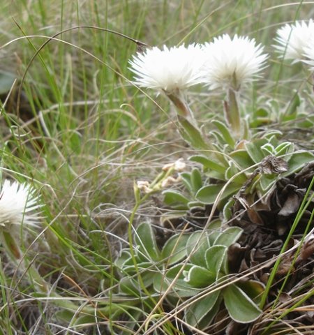 Helichrysum marginatum silent struggle